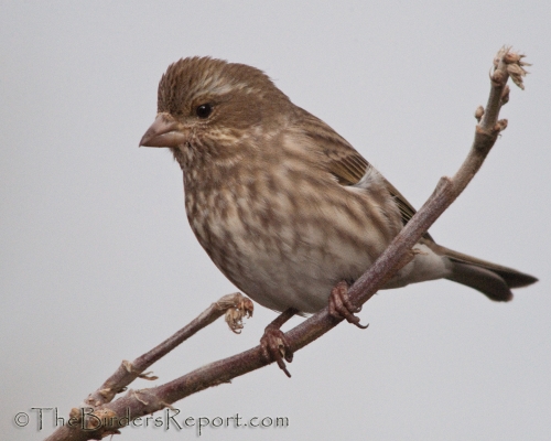 Purple Finch Female