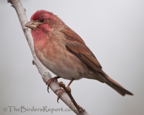 Purple Finch Male