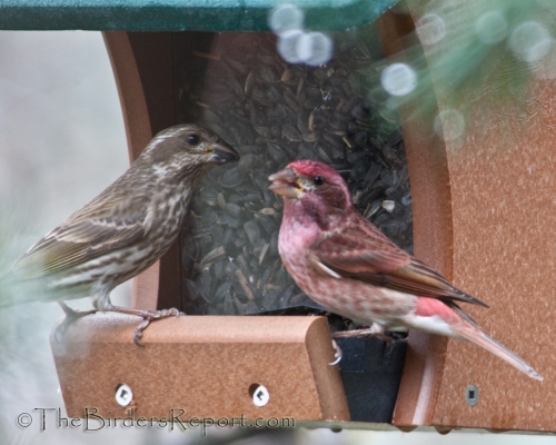 Purple Finches