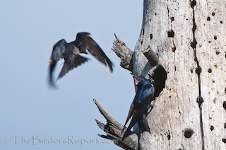 Purple Martin Pair