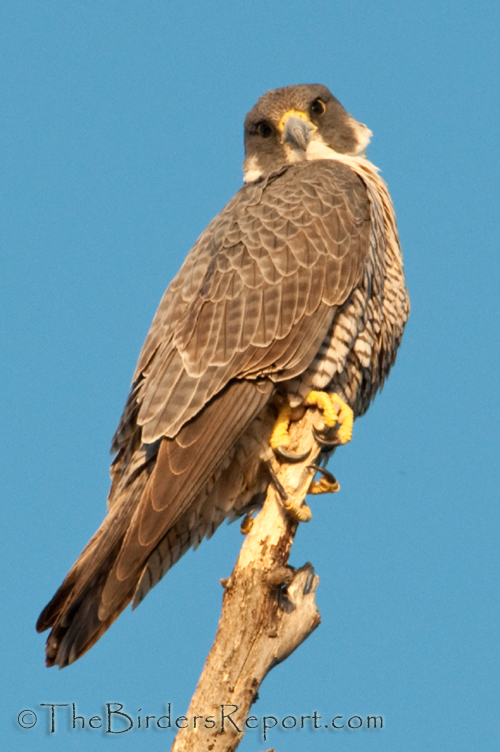 Peregrine Falcon