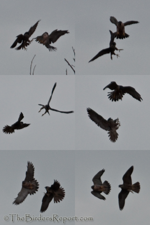 Peregrine Falcons At Play