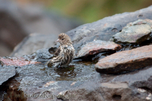 Pine Siskin