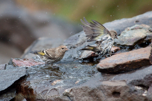 Pine Siskin