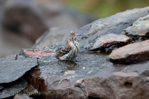 Pine Siskin