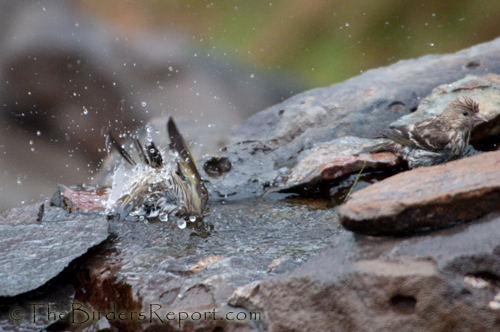 Pine Siskin