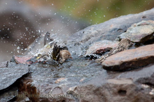 Pine Siskin