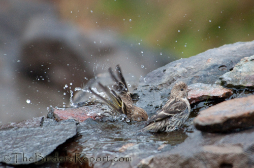 Pine Siskin