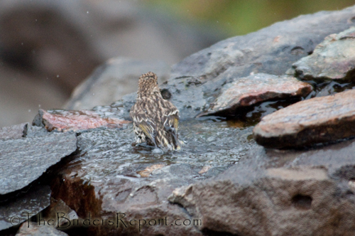 Pine Siskin