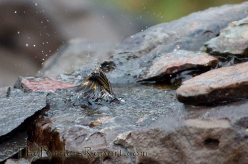 Pine Siskin