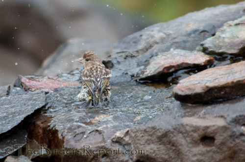 Pine Siskin