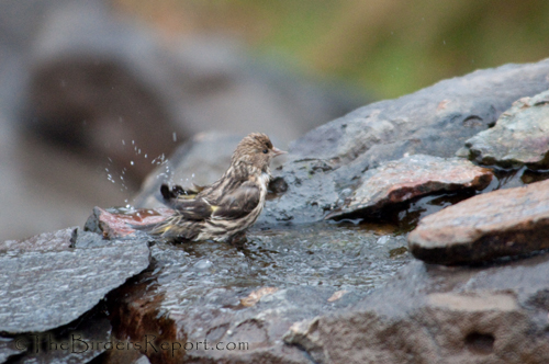 Pine Siskin
