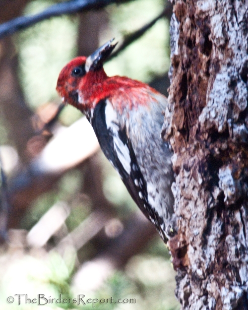 Red-breasted Sapsucker, sapsucker