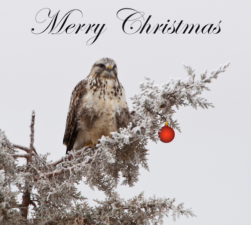 Rough-legged Hawk