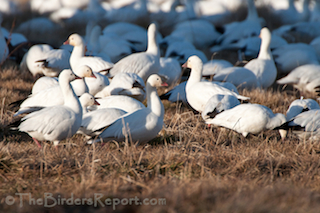 Ross's Geese