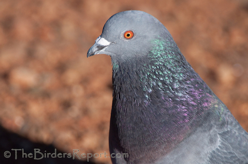 Rock Pigeon