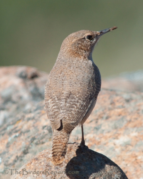 Rock Wren