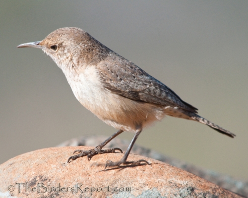 Rock Wren