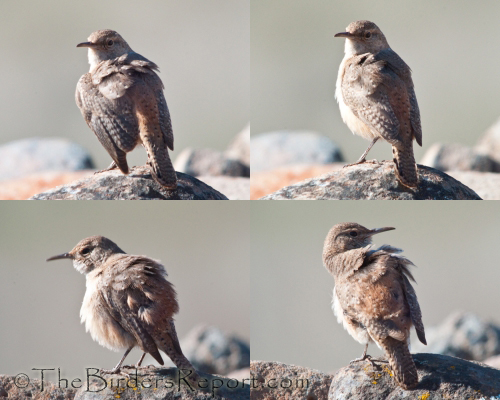 Rock Wren Preening