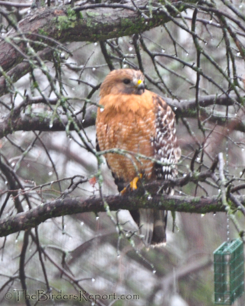 Red-shouldered Hawk, hawk, raptor