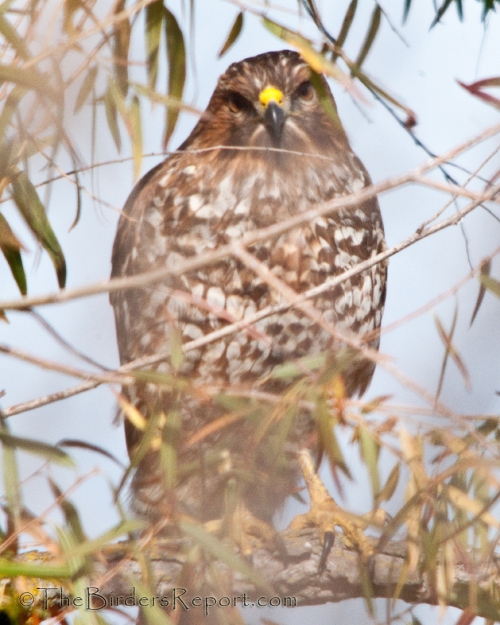 Red-shouldered Hawk