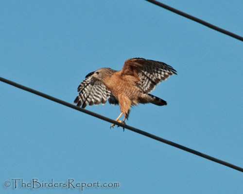 Red-shouldered HAwk