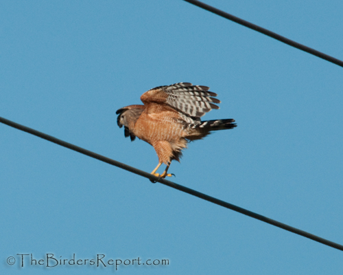 Red-shouldered Hawk