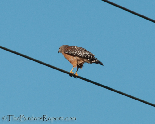 Red-shouldered Hawk