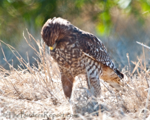 Red-shouldered Hawk Hunting