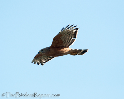 Red-shouldered Hawk In Flight