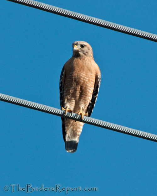 Red-shouldered Hawk