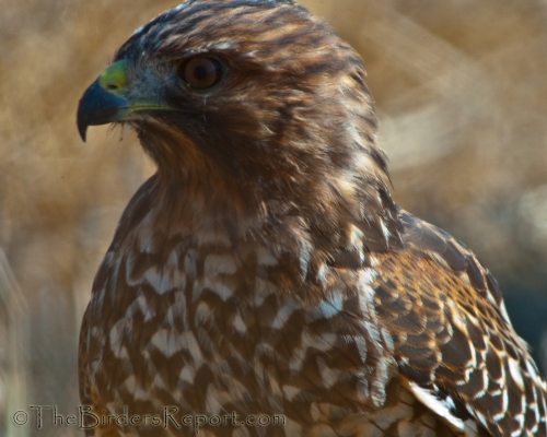Red-shouldered Hawk