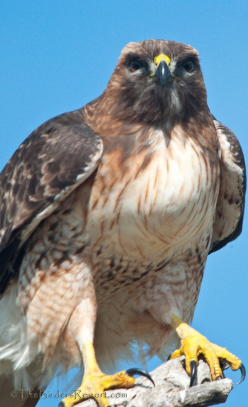 Red-tailed Hawk