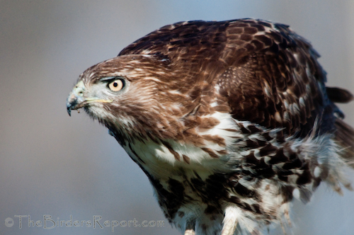 Red-tailed Hawk Juvenile
