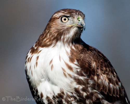 Red-tailed Hawk Juvenile