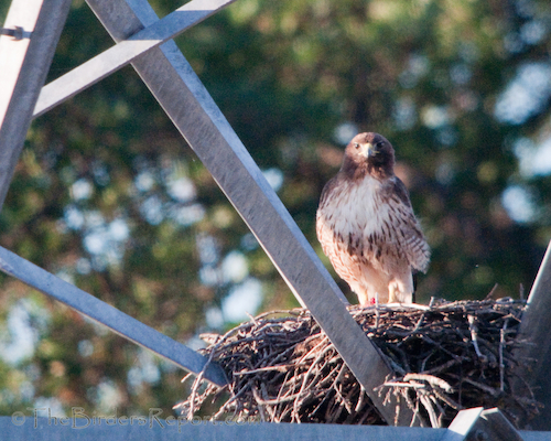 Red-tailed Hawk at Nest