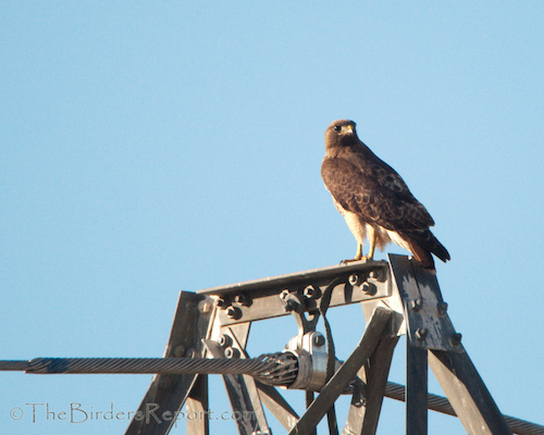 Red-tailed Hawk on High Power Tower