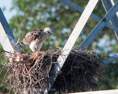 Red-taield Hawk Eyas in Nest