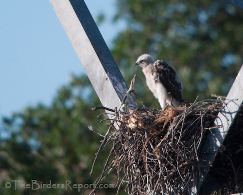 Red-tailed Hawk Eyas on Nest