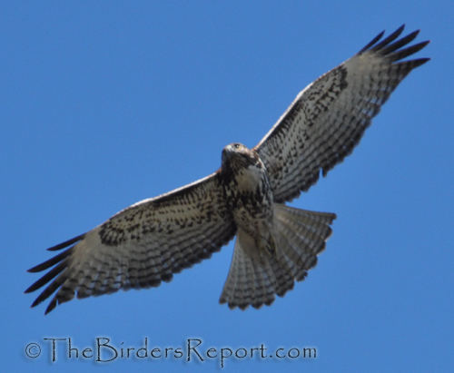 Red-tailed Hawk