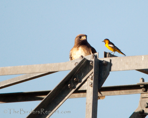 Red-tailed Hawk and Bullock's Oriole
