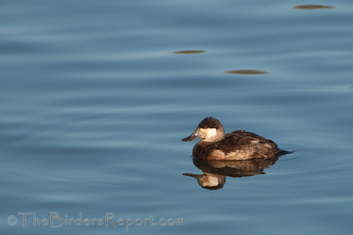 Ruddy Duck