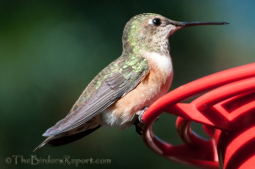 Rufous Hummingbird Female