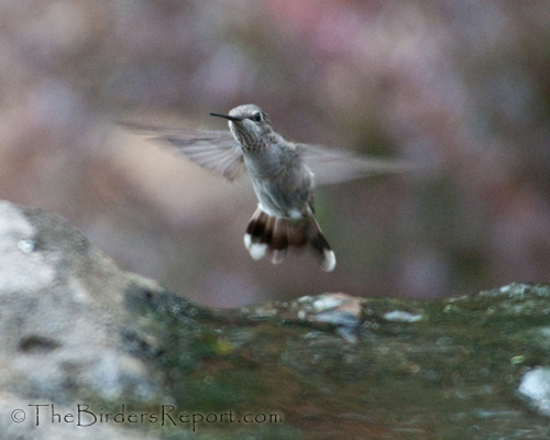 Rufous Hummingbird Juvenile Female, rufous hummingbird, hummingbird