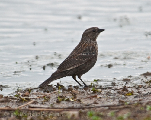 Red-winged Blackbird Female, blackbird