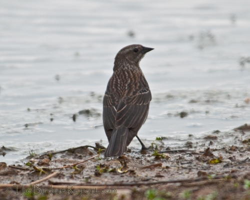 Red-winged Blackbird Female