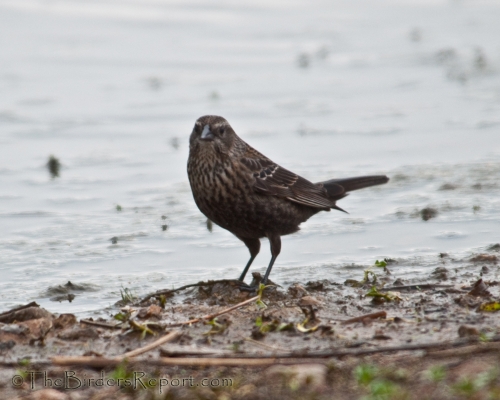 Red-winged Blackbird Female, blackbird