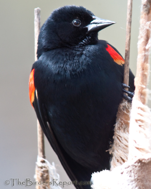 Red-winged Blackbird, blackbird, digiscoped