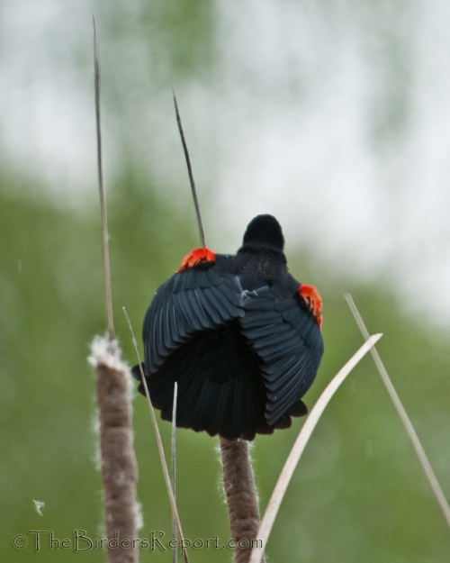 Red-winged Blackbird Male Song Spread Display