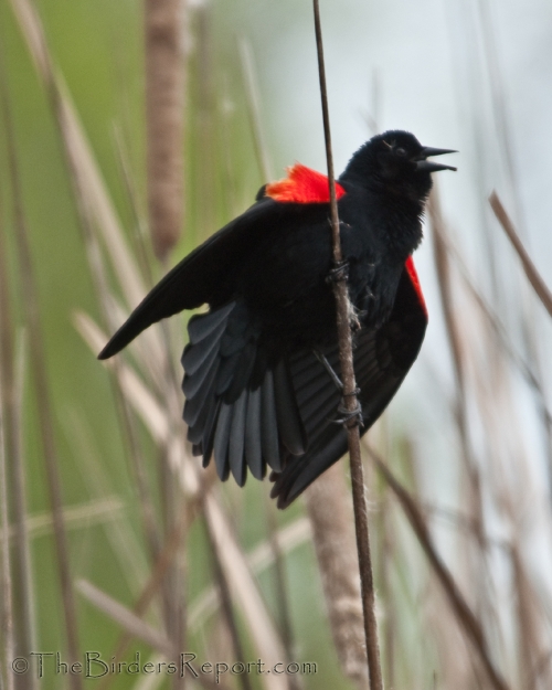 Red-winged Blackbird Male Song Display